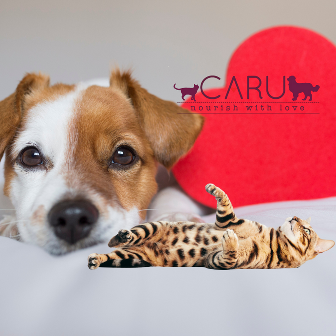 Caru's Heartfelt Donation to Help Pets in Need!