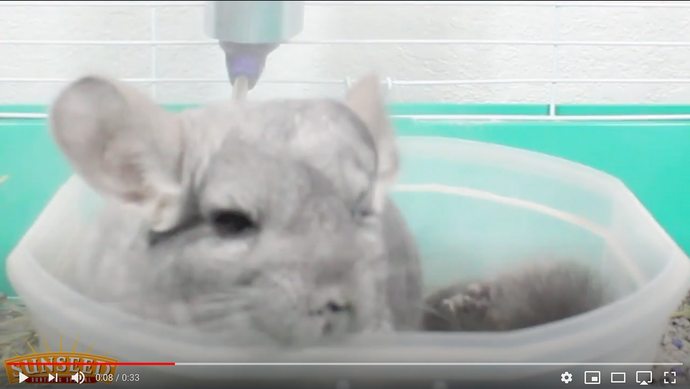 Sunseed Videos - Reese Gets a Dust Bath